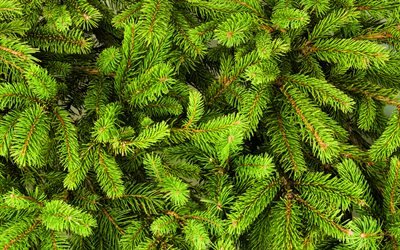 green fir-tree texture, 4k, christmas backgrounds, green fir-tree, fir-tree textures, fir-tree backgrounds, green xmas background