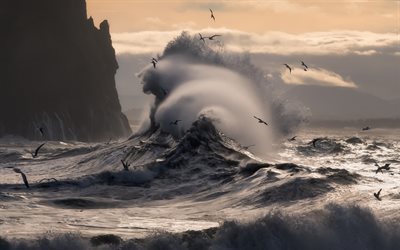 sunrise, big wave, storm, coast, sea, waves, seagulls