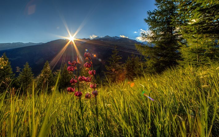 Schweiz, berg, str&#229;lande sol, sommar, Alperna