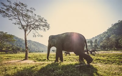 الفيلة, الحياة البرية, سافانا, ميدو, نهر