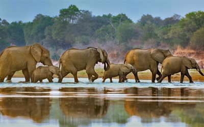 elephants, river, small elephants, Zambia, wildlife, Luangwa, Africa