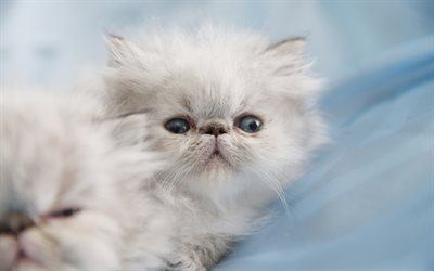Persian cat, 4k, white fluffy kitten, small cats, cute animals, pets, breeds of fluffy cats