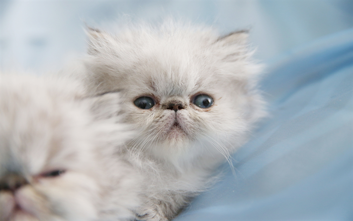 ダウンロード画像 ペルシャ猫 4k 白いふわふわの子猫 小さな猫 かわいい動物たち ペット 品種のふかふかの猫 フリー のピクチャを無料デスクトップの壁紙