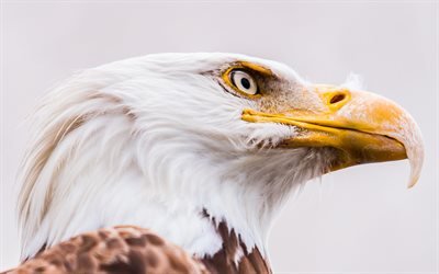 bald eagle, bird of prey, symbol f&#246;r USA, Nordamerika, vacker f&#229;gel