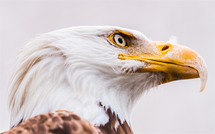 bald eagle, bird of prey, symbol of the USA, North America, beautiful bird