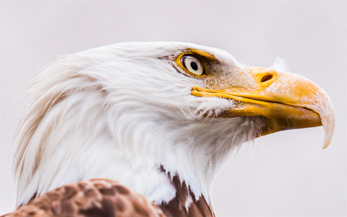 &#225;guila, ave de presa, s&#237;mbolo de los estados UNIDOS, Am&#233;rica del Norte, hermosa ave