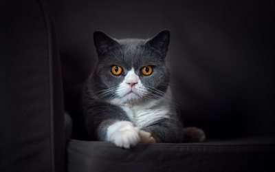 British Shorthair cat, gray cat, pets, cats, gray leather sofa