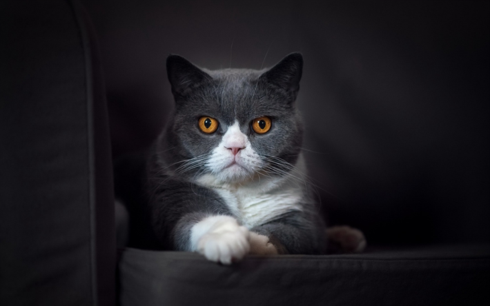 Gatto British Shorthair, un gatto grigio, animali, gatti, grigio divano in pelle