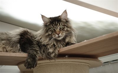 Maine Coon, big fluffy cat, pets, breed of fluffy cats, USA