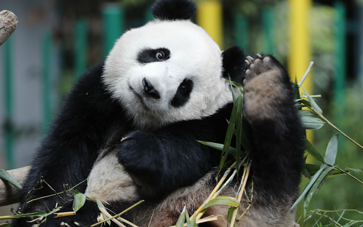 Panda, bamboo, cute bear cub, big panda, forest animals, China