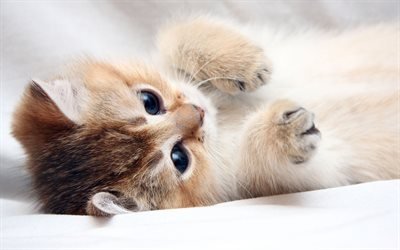small kitten, bed, beige cat, cute animals, pets