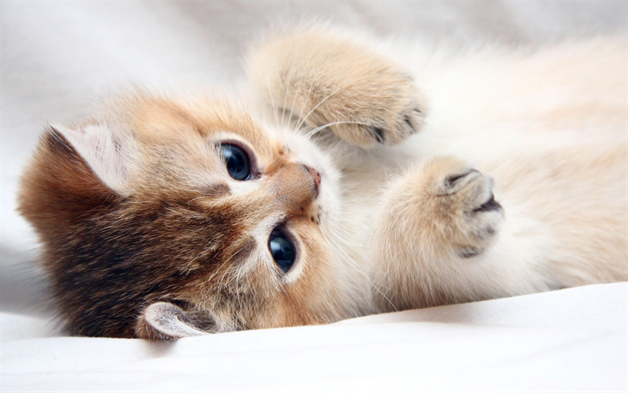 gatito peque&#241;o, cama, color beige gato, lindo animales, mascotas