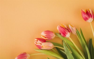 tulipani rosa, fiori di primavera, primavera, sfondo arancione, tulipani