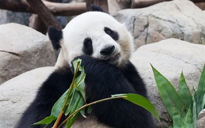 Big panda, bear, China, zoo, green leaves, 4k, cute animals, pandas