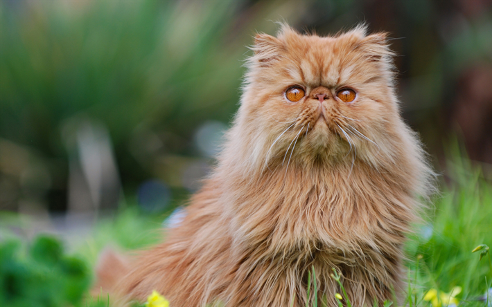 Persian Cat, brown fluffy cat, 4k, cute animals, big cats, breeds of fluffy cats, kitten