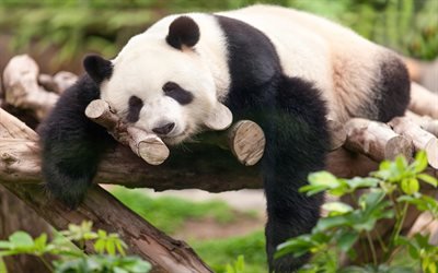 4k, Pandas, zoo, bears, cute panda, China, sleeping panda, Ailuropoda