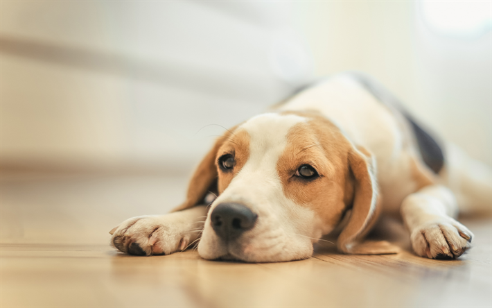 Beagle, triste c&#227;o, animais de estima&#231;&#227;o, animais fofos, filhotes, cachorros