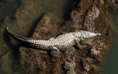 crocodile, rivi&#232;re, vue de dessus, de reptiles, de pr&#233;dateur, d&#39;alligator, de la faune