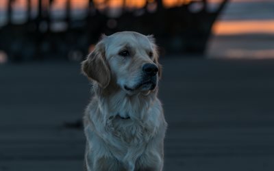 golden retriever, 4k, labradors, coast, dogs, pets, sunset, cute dogs