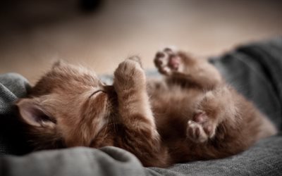 kitten, cub, cats, sleeping kitten, pets, cute animals