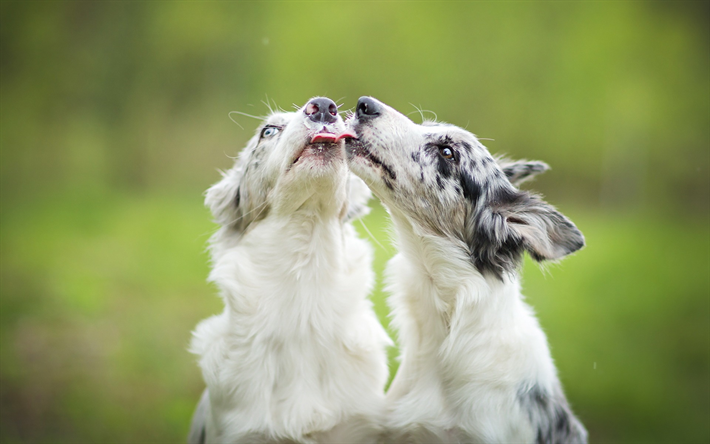 Border Collie bianco cani, animali domestici, razze di cani, occhi grigi, British cani