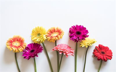 gerbera, color&#233;, fleurs de printemps, floral, fond, orange, printemps