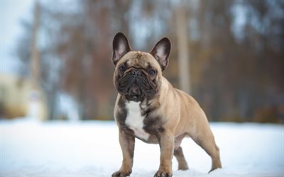 Pug, little brown puppy, cute dogs, pets, winter, snow