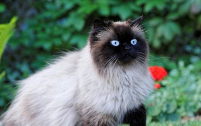 Birman, domestic cat breed, beige fluffy cat, pets, cute animals, cats