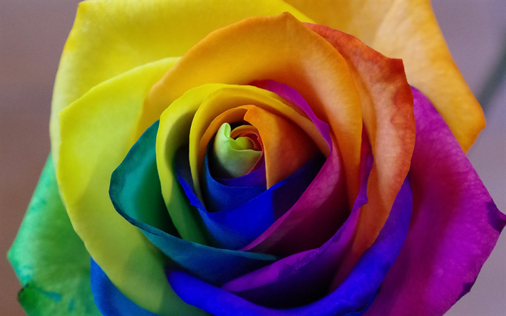 4k, colorful rose, bud, close-up, rainbow, roses