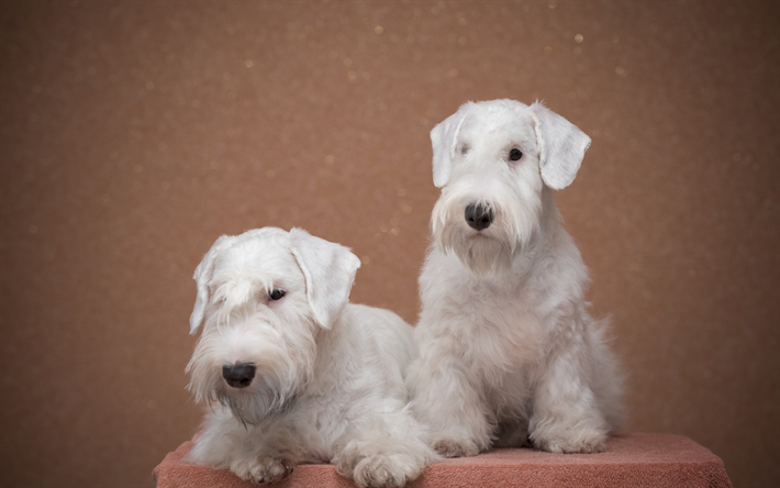 Airedale Terrier, blanc fris&#233; les chiens, les animaux domestiques, races de chiens, Bingley Terrier, Waterside Terrier
