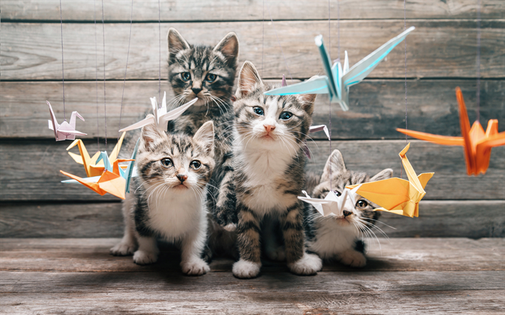 kittens, domestic cats, cute animals, pets, cats, cranes, origami