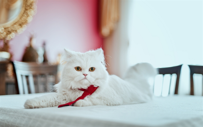 Chat persan, chat blanc, les chats domestiques, les animaux de compagnie, chats, Chat persan blanc