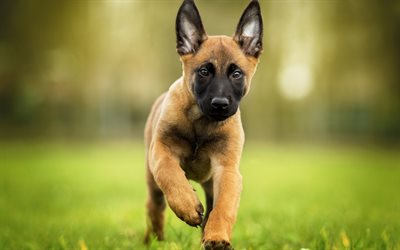 Malinois dog, Belgian Shepherd, puppy, small brown dog, pets, breeds of dogs, Chien de Berger Belge