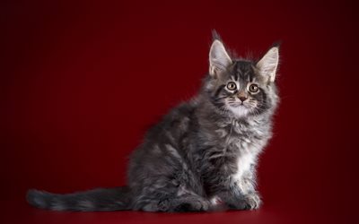 Maine Coon, gray fluffy kitten, a small gray cat, pets, cats