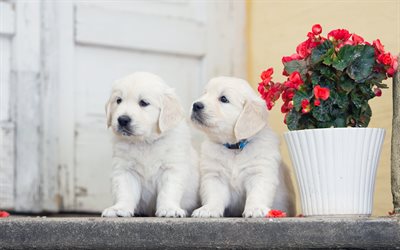 Golden Retriever Dogs, 4k, labradors, puppies, dogs, pets, friendship, cute dogs, small labradors, Golden Retriever
