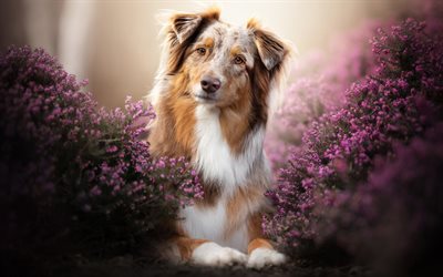 Brown Aussie, lavender, close-up, bokeh, Pastor Australiano, mascotas, perros, cute animals, Aussie, Australian Shepherd Dog, Aussie Dogs