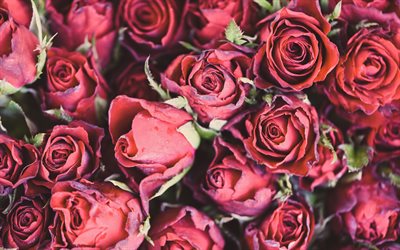 les roses rouges de bourgeons, de gros bouquet de roses rouges, roses rouges en arri&#232;re-plan, des fleurs rouges, roses