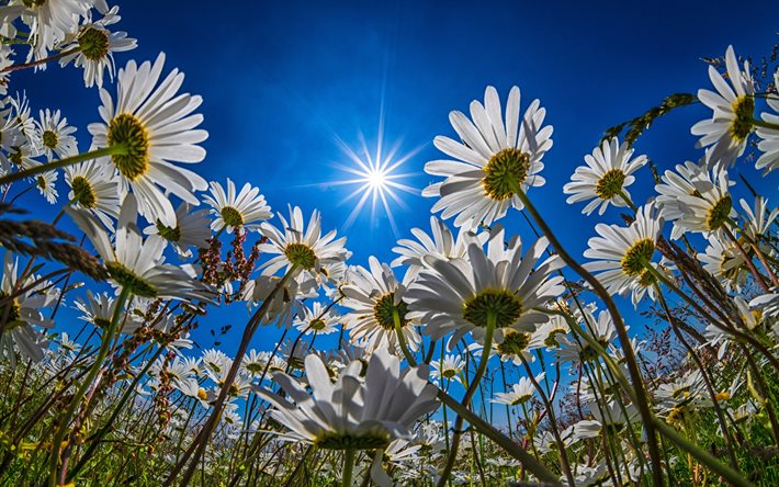 margherite, 4k, sole splendente, cielo azzurro, bianco, fiori, estate, fiori bellissimi