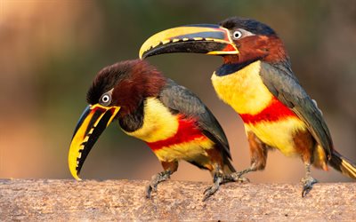 4k, Aracari, two birds, close-up, wildlife, exotic birds, bokeh, colorful birds, Pteroglossus
