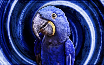 4k, s&#252;mb&#252;l amerika papağanı, mavi grunge arka plan, mavi papağan, anodorhynchus hyacinthinus, girdap, papağanlar, amerika papağanı, ara