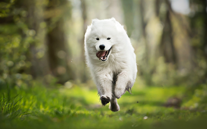 Running Samoyed, forest, white dog, summer, cute animals, Samoyed, furry dog, dogs, pets, Samoyed Dog