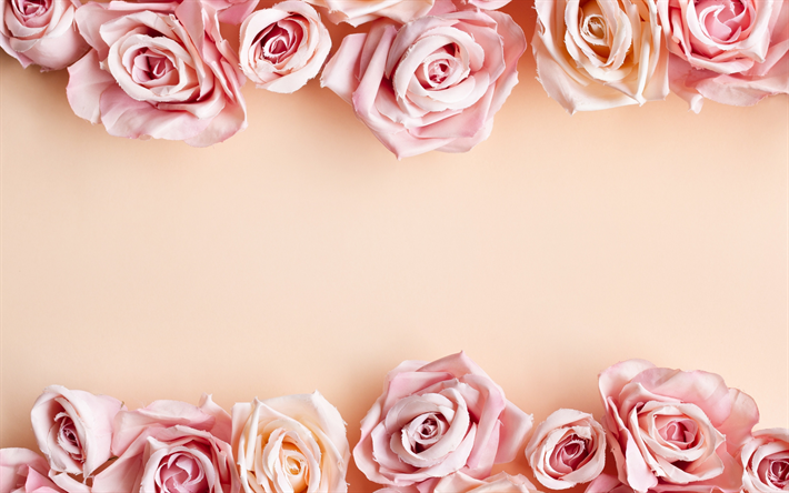 Fondo con rosas de color rosa, lila rosas, rosas marco, flor, marco, rosas, flores hermosas