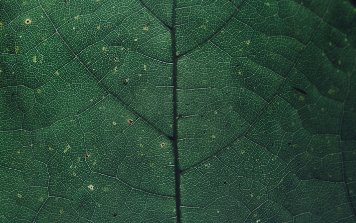 gr&#252;nes blatt-textur, eco, hintergrund, nat&#252;rliche textur, bl&#228;tter, umwelt, &#246;kologie, green leaf background
