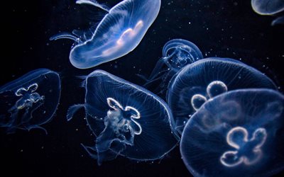 jellyfishes, 4k, 水中世界, 野生動物, 海ゼリー, Medusozoa