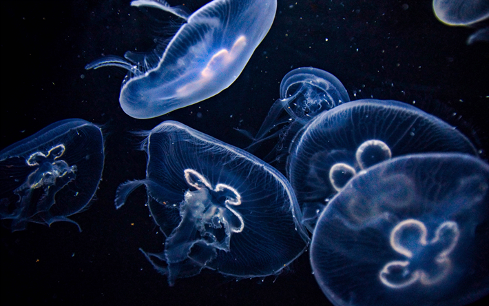 jellyfishes, 4k, vedenalainen maailma, wildlife, meri hyytel&#246;t, Medusozoa