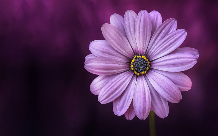 紫ガーベラ, 紫色の背景, 美しい紫の花, ガーベラ
