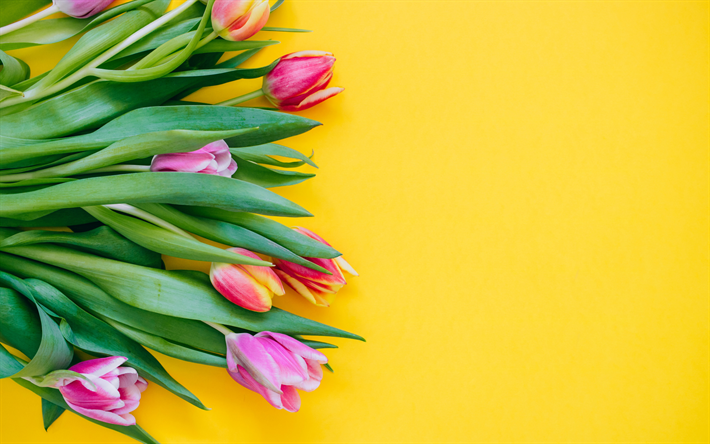 tulipas cor-de-rosa, flores da primavera, tulipas em um fundo amarelo, lindas flores, tulipas