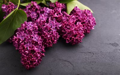 lila, p&#250;rpura flores de la primavera, lila rama, flores hermosas