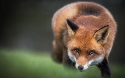 fox, desenfoque, los depredadores, la vida silvestre