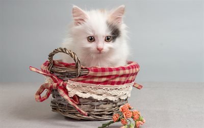 Little kitten, cute animals, fluffy kitten, cat, basket